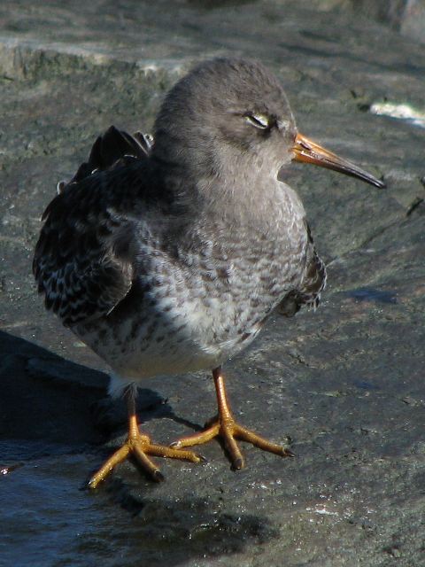 Purple Sandpipers